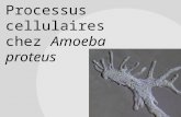 BIO1540  Lab  3: Processus cellulaires  chez  Amoeba proteus