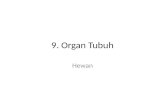 9. Organ  Tubuh