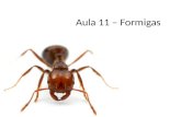 Aula 11 – Formigas