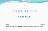 ដំឡូងមី ឬដំឡូងឈើ Cassava