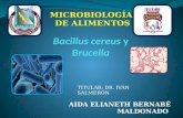 Bacillus  cereus y B rucella