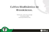 Cultivo Biodinâmico de  Brassicáceas .