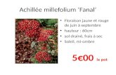 Achillée  millefolium  ‘Fanal’