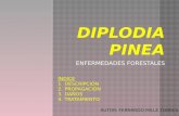 DIPLODIA PINEA