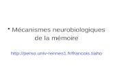 Mécanismes neurobiologiques  de la mémoire