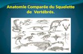 Anatomie Comparée  du Squelette de   Vertébrés.