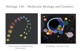 Biology 130 – Molecular Biology and Genetics