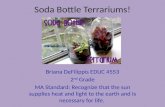 Soda Bottle Terrariums!