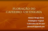 FLORAÇÃO DO CAFEEIRO: UM ENIGMA - Alemar Braga Rena