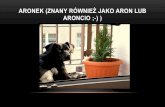 Aronek (znany również jako aron lub aroncio