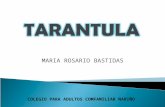 taxonomia tarantula