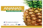 Guide des Acheteurs d'Ananas en République Dominicaine