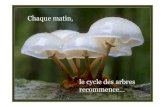 Cycle des plants forestiers