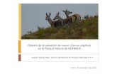 Gestión de la población de ciervo en el Parque Natural del Gorbea