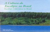 A cultura do eucalipto no brasil