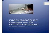 Cultivo de orquídeas in vitro y principios básicos del cultivo I.V.