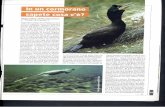 In un cormorano sapete cosa c'è?