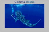 Gamma-Rapho Lettre photographes novembre