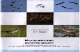 Птицы Туровского луга и открытых пойменных лугов реки Припять