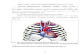 Хирургическая анатомия клапанов сердца
