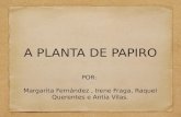 A planta do papiro