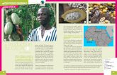Le commerce équitable et la production de cacao au Ghana