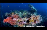Underwater Tulamben