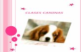Clases Caninas