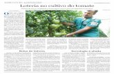 Loteria no cultivo do tomate