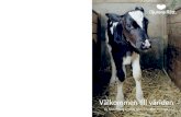 Välkommen till världen - En beskrivning av unga djurs livsvillkor i Sverige