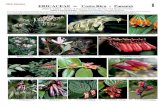 Ericaceae de costa rica y panama