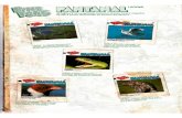 Album de Figurinhas, PING PONG Pantanal