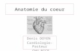 Anatomie Du Coeur