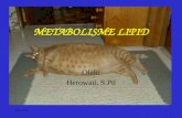 3.2. Metabolisme Lipid