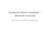 Anatomi Sistem Muskulo – Skeletal Manusia
