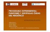 Programa experimental: Punzones y espátulas óseas del Neolítico (Experimental programme: Neolithic bone awls and spatulas )