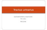 K - 1 Traktus Urinaria (Anatomi)