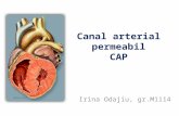 Canal Arterial Permeabil