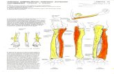 Anatomia Cromodinamica 2