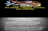 Phylum Mollusca_Class Cephalopoda