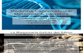 Cardiovascular Molecular Medicine & Genetics