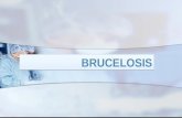 1. BRUCELOSIS