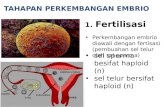 perkembangan embrio
