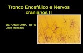 Neuroanatomia Prof Joao Menezes 2