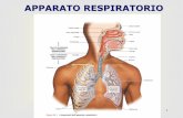 Lezione 6 - Apparato Respiratorio