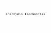 Chlamydia trachomatis.pptx