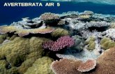 Avertebrata Air 5 (p. Coelenterata) - Copy