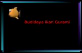 Budidaya Gurami