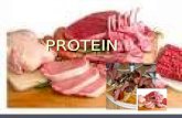 dasar gizi-protein
