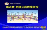 Http:// 第四章 质膜及其表面结构 PLASMA MEMBRANE AND ITS SURFACE STRUCTURES.